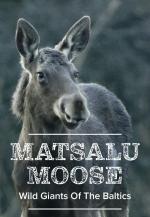 Los alces de Matsalu