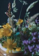 Glimpses from a Visit to Orkney in Summer 1995