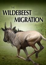 The Wildebeest Migration 