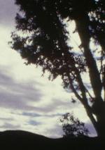 Nubes