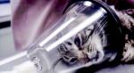 Animals Under Anaesthesia: Speculations on the Dreamlife of Beasts
