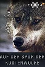 Tras la pista de los lobos costeros de Canadá