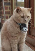The Secret Life of the Cat