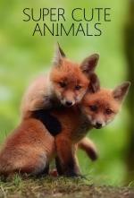 Animales irresistibles