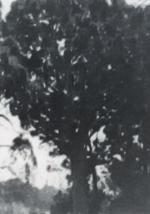 Árbol de cristal