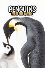 Pingüinos