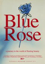 Blue Rose 