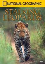 Leopardos al acecho