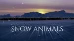 Invierno animal 