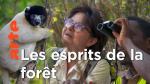 La vie secrète des mangroves: Madagascar, la forêt aux esprits