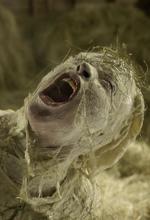 Björk: Where Is the Line